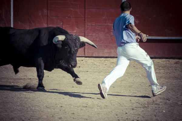 スペインからの戦い雄牛画像. — ストック写真