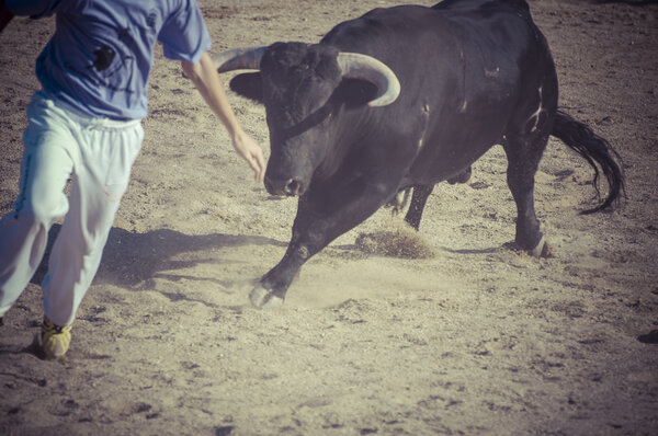 Спектакль корриды
