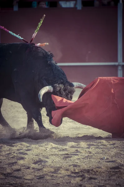 Foto de toro de combate de España . — Foto de Stock