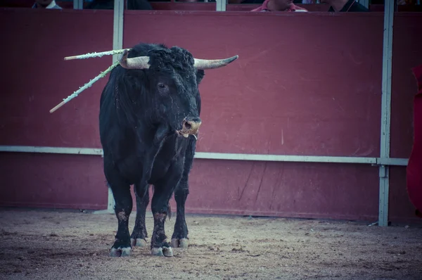 Foto de toro de combate de España . — Foto de Stock