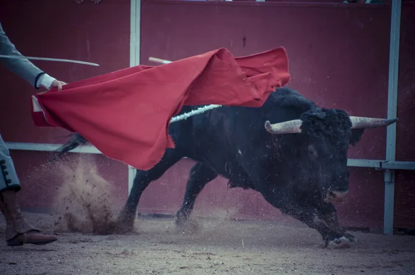 Memerangi gambar banteng dari Spanyol . — Stok Foto