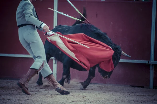 スペインからの戦い雄牛画像. — ストック写真
