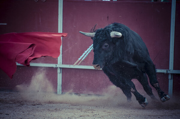Боевой бык из Испании
.