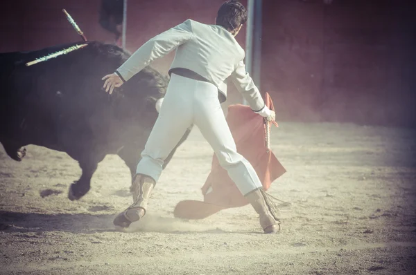 Kampfstierbild aus Spanien. — Stockfoto