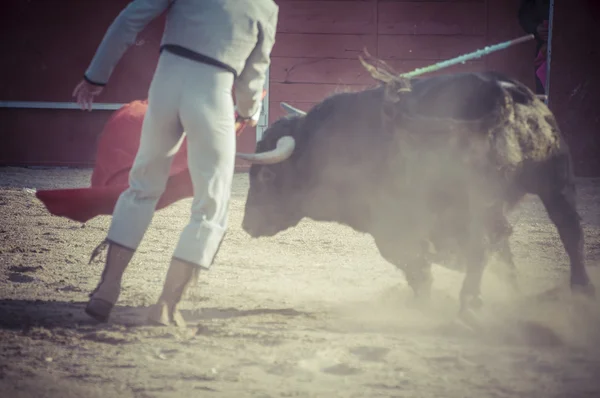 来自西班牙的战斗牛图片。. — 图库照片