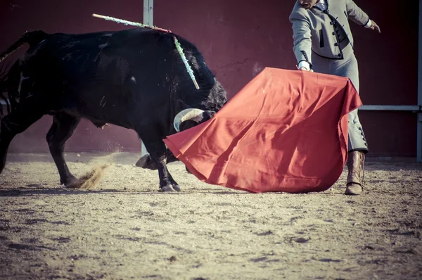 Fighting bull bild från Spanien. — Stockfoto