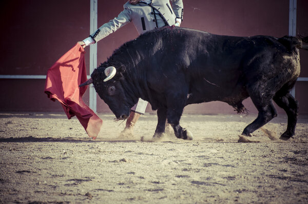 Боевой бык из Испании
.
