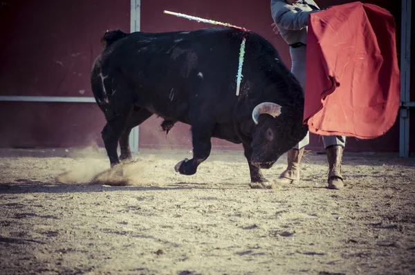 Gevechten stier foto uit Spanje. — Stockfoto