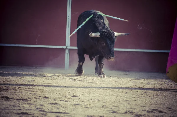 Walki byka obraz z Hiszpanii. — Zdjęcie stockowe