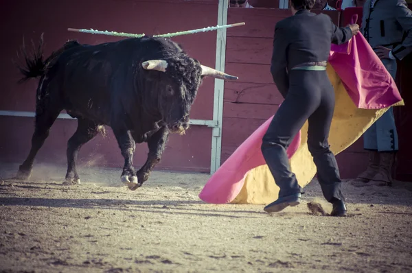 来自西班牙的战斗牛图片。. — 图库照片