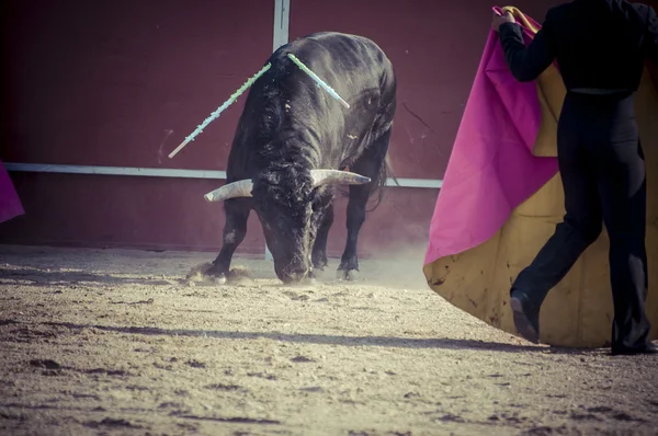 Fighting bull bild från Spanien. — Stockfoto