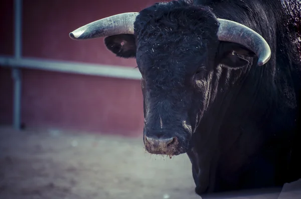 Fighting bull picture from Spain. — Stock Photo, Image