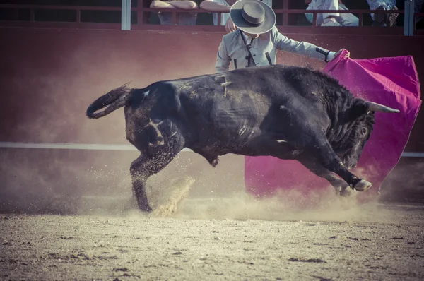 Fighting bull bild från Spanien. — Stockfoto