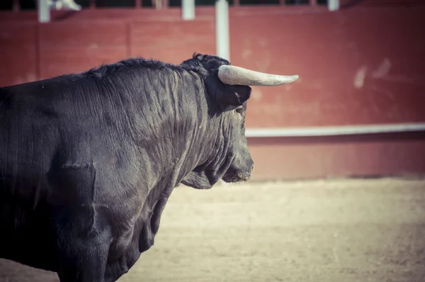 Foto de toro de combate de España . — Foto de Stock