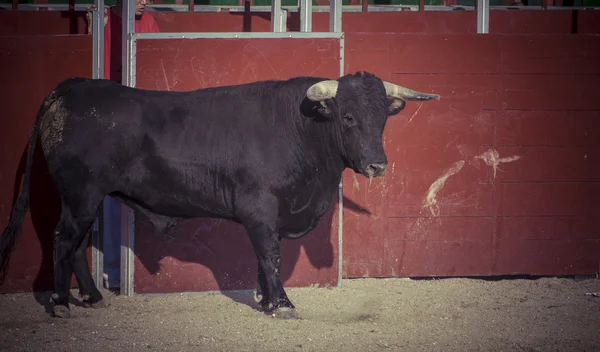 Foto di combattimento toro dalla Spagna . — Foto Stock