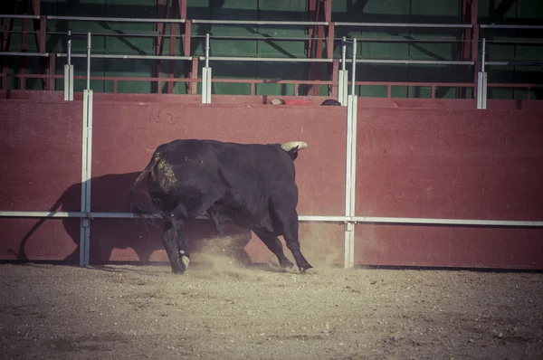 Foto di combattimento toro dalla Spagna . — Foto Stock