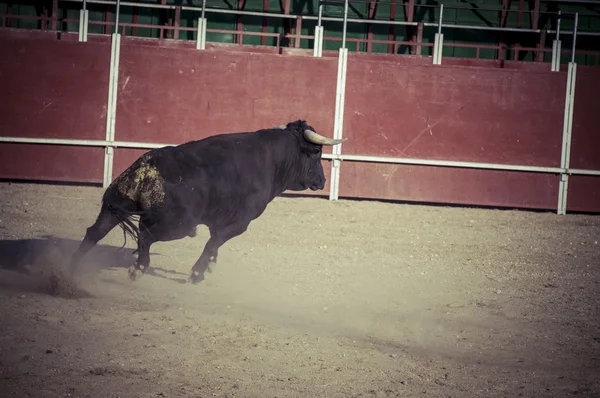 Fighting bull bild från Spanien. — Stockfoto