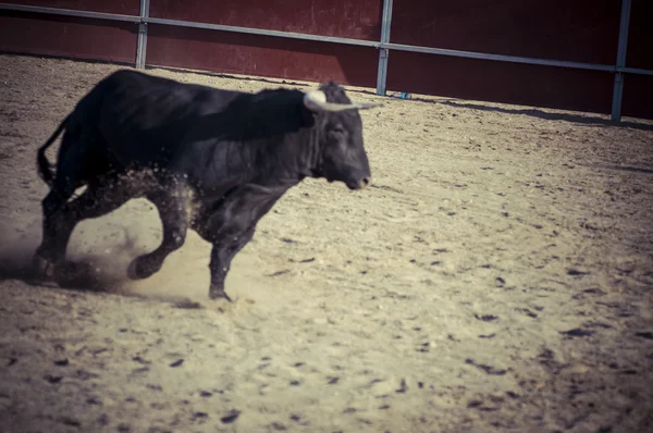 Foto di combattimento toro dalla Spagna . — Foto Stock