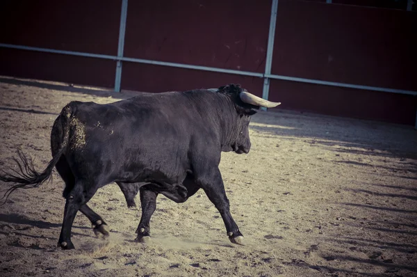 Foto de toro de combate de España . —  Fotos de Stock