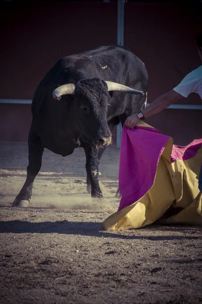스페인에서 싸우는 황소 그림. — 스톡 사진