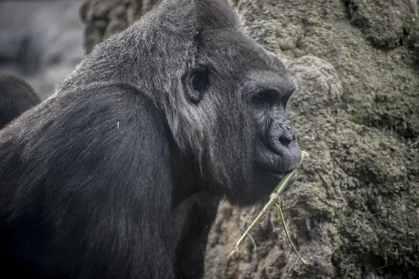 Gorila enorme e poderoso — Fotografia de Stock