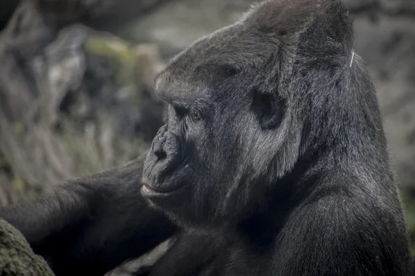 Огромная и мощная горилла — стоковое фото