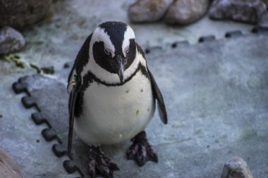 Eş grubu güneşte komik penguen