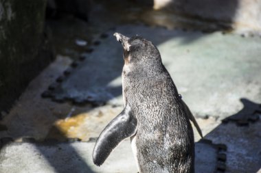 Eş grubu güneşte komik penguen