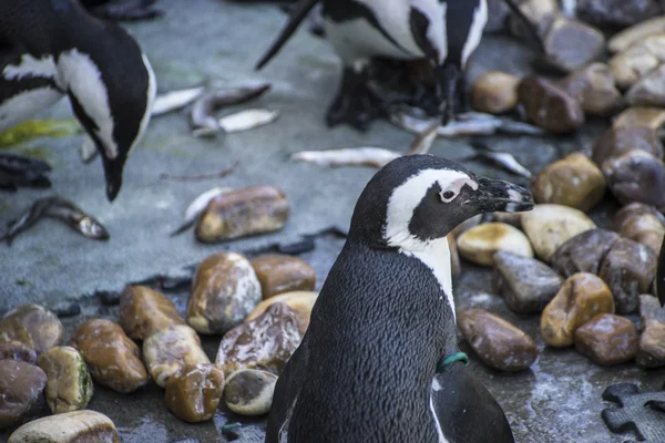 Divertido sol de pingüino en un grupo de compañeros —  Fotos de Stock