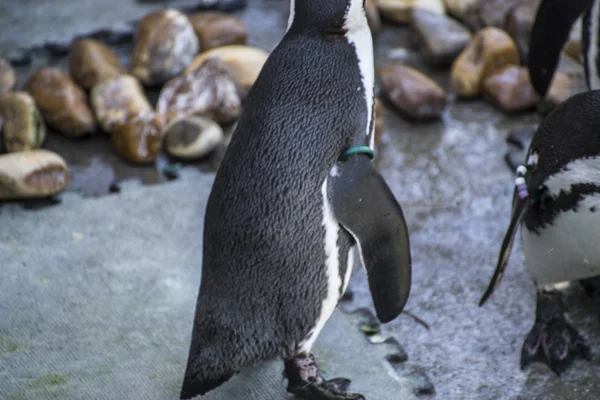 Divertente sole pinguino in un gruppo di pari — Foto Stock