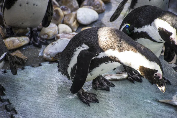 Drôle de pingouin soleil dans un groupe de pairs — Photo