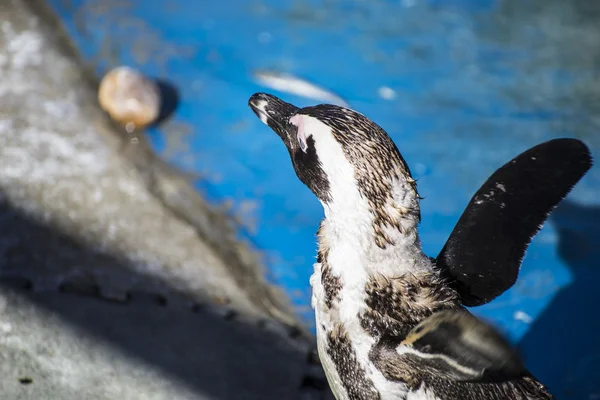 Grappige pinguïn zon in een peer-groep — Stockfoto