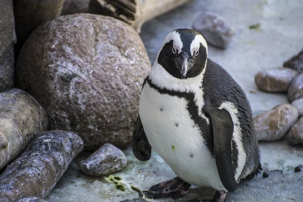 Divertido sol de pingüino en un grupo de compañeros —  Fotos de Stock