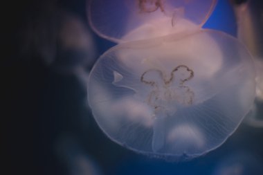 Denizanası içine derin mavi su