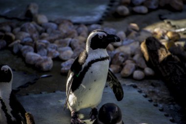 Penguen bir eş grubu içinde