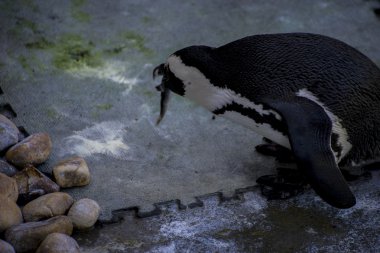 Penguen bir eş grubu içinde