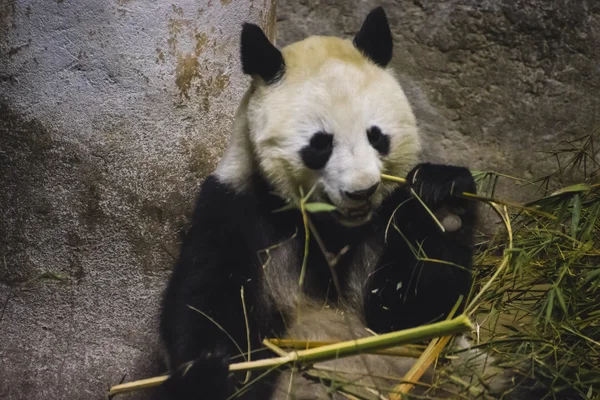 Панда-медведь ест бамбук — стоковое фото