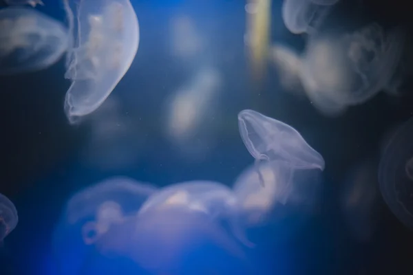 Medusas em águas azuis profundas — Fotografia de Stock