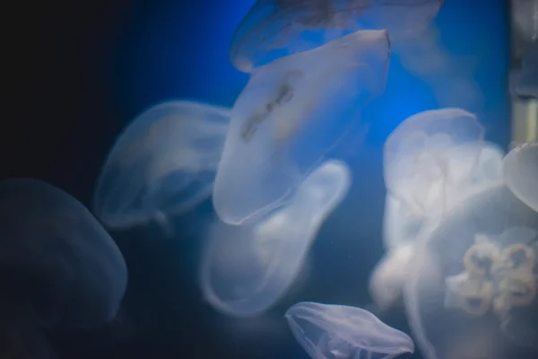 Medusas em águas azuis profundas — Fotografia de Stock