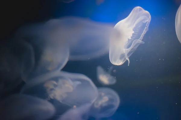 水母成深蓝色的海水 — 图库照片