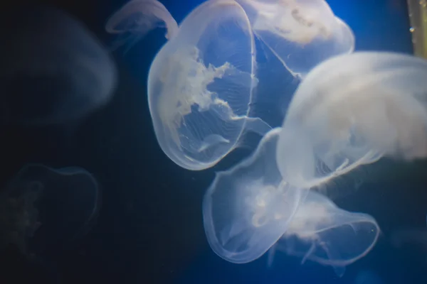 Jellyfish into deep blue water — Stock Photo, Image