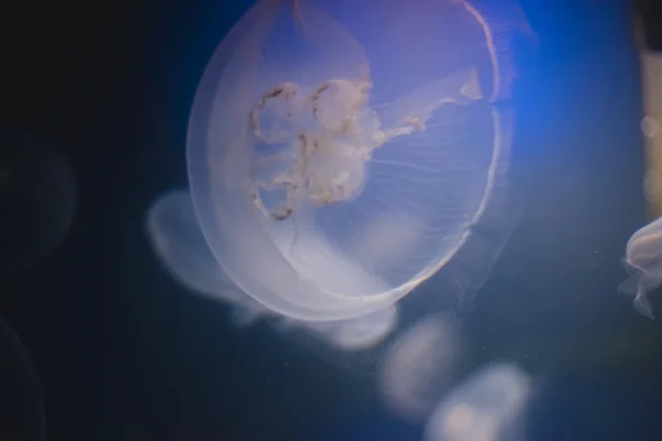 Jellyfish into deep blue water — Stock Photo, Image