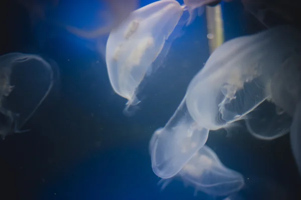 Jellyfish into deep blue water — Stock Photo, Image