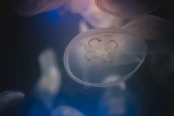 Jellyfish into deep blue water — Stock Photo, Image