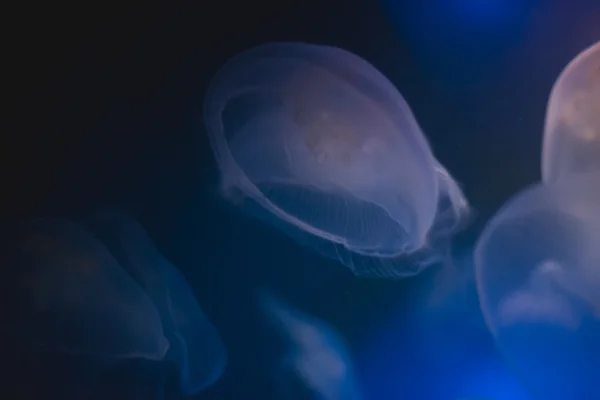 Jellyfish into deep blue water — Stock Photo, Image