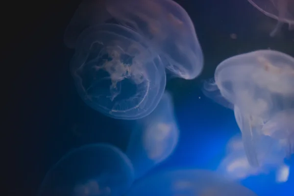 Medusas en aguas azules profundas — Foto de Stock