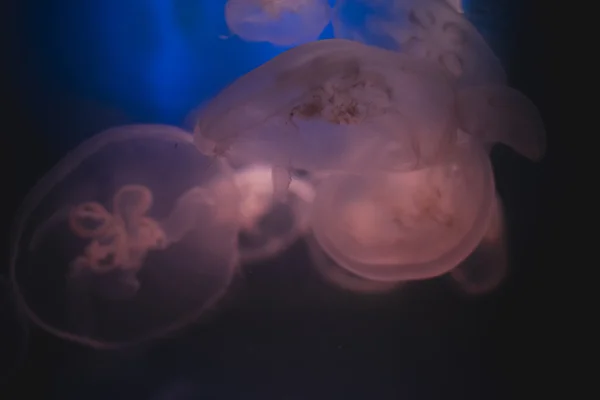 Medusas em águas azuis profundas — Fotografia de Stock