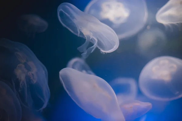 Medusas en aguas azules profundas — Foto de Stock