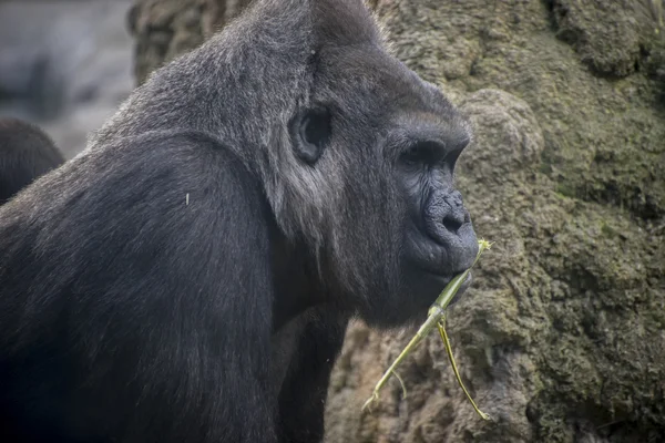 Gorila enorme e poderoso — Fotografia de Stock