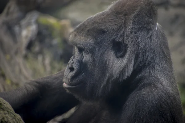 Огромная и мощная горилла — стоковое фото